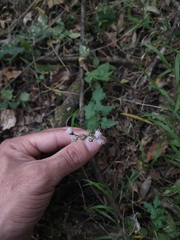 Fleischmannia dissolvens