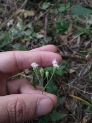 Fleischmannia dissolvens