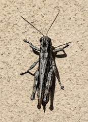 Melanoplus splendidus
