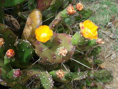 Opuntia elata