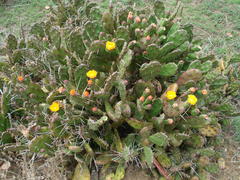 Opuntia elata
