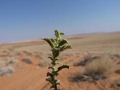 Hermannia minimifolia