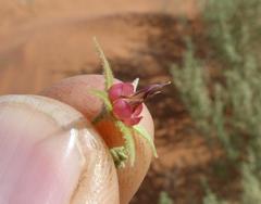 Hermannia minimifolia