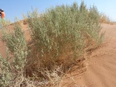 Hermannia minimifolia