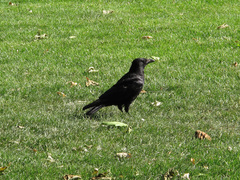 Corvus corone corone