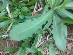 Erigeron floribundus