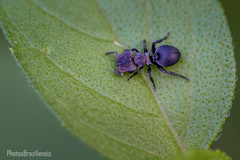 Cephalotes pusillus