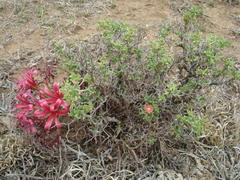 Mestoklema tuberosum