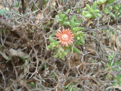 Mestoklema tuberosum