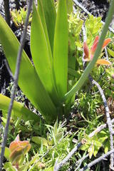 Trachyandra tabularis