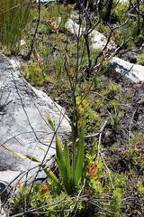 Trachyandra tabularis