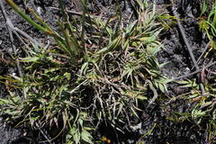 Pseudopentameris brachyphylla