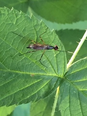 Rainieria antennaepes