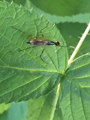 Rainieria antennaepes