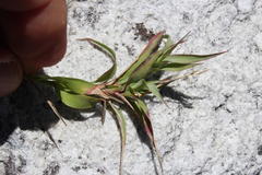 Pseudopentameris brachyphylla