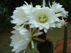 Trichocereus spachianus
