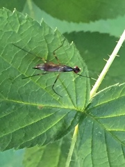 Rainieria antennaepes