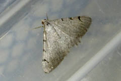 Digrammia triviata