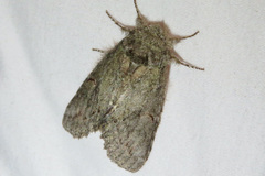 Cecrita lunata