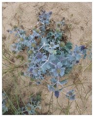 Eryngium maritimum