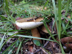 Gyroporus phaeocyanescens