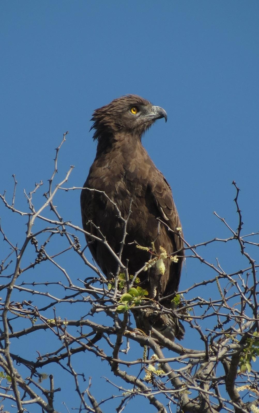 brown snake eagle