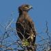 Brown Snake-Eagle - Photo (c) Brian du Preez, some rights reserved (CC BY-SA)