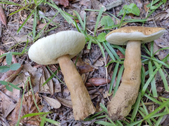 Gyroporus phaeocyanescens