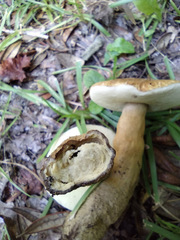 Gyroporus phaeocyanescens