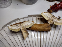 Gyroporus phaeocyanescens