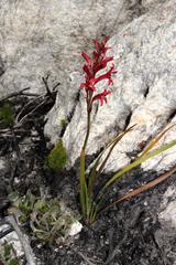 Tritoniopsis pulchra