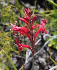 Tritoniopsis pulchra