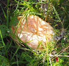 Lactarius salmonicolor