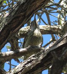 Campethera abingoni suahelica