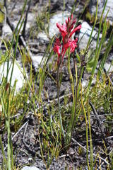 Tritoniopsis pulchra