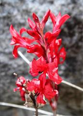 Tritoniopsis pulchra