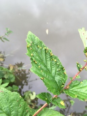 Dasineura ulmaria