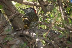 Campethera abingoni suahelica