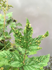 Dasineura ulmaria
