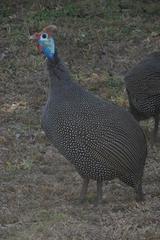 Numida meleagris mitratus