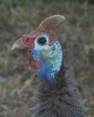 Numida meleagris mitratus