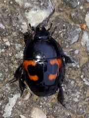 Hister quadrimaculatus