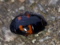 Hister quadrimaculatus