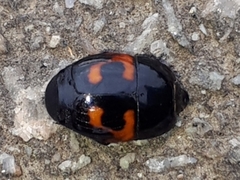 Hister quadrimaculatus