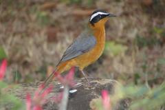 Cossypha heuglini heuglini