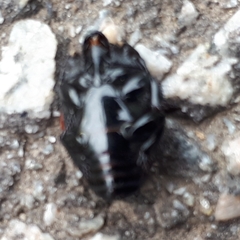 Hister quadrimaculatus