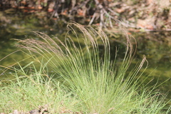 Muhlenbergia lindheimeri