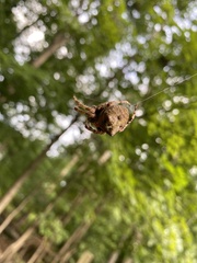 Araneus bicentenarius