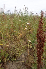 Leucanthemum vulgare