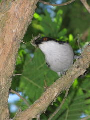 Dryoscopus cubla cubla